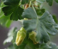 Ribes velutinum