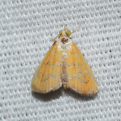 Xanthophysa psychicalis