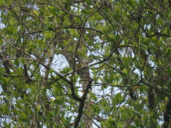 Aethopyga mystacalis