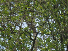 Aethopyga mystacalis