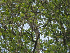 Aethopyga mystacalis