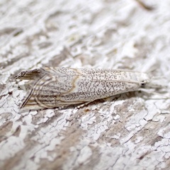 Haimbachia squamulellus