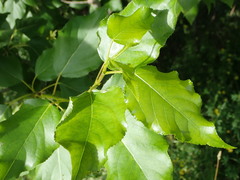 Populus × berolinensis