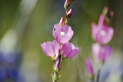 Sidalcea malviflora