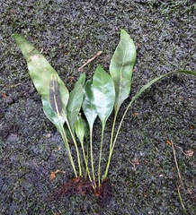 Elaphoglossum conforme