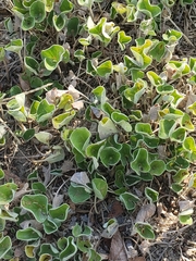 Dichondra occidentalis