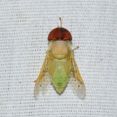 Chlorotabanus crepuscularis
