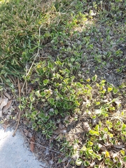 Dichondra occidentalis