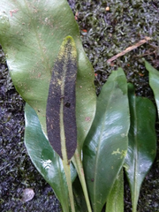 Elaphoglossum conforme