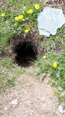 Marmota marmota