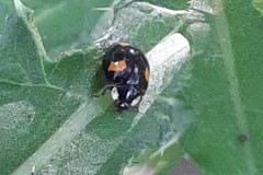 Harmonia axyridis