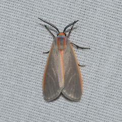 Pygarctia abdominalis
