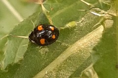 Harmonia axyridis
