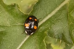 Harmonia axyridis