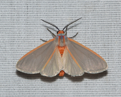 Pygarctia abdominalis
