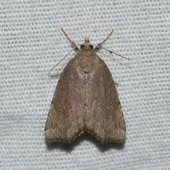 Cutina albopunctella