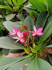 Plumeria