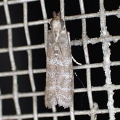 Ephestia columbiella