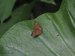 Pseudocoladenia dan