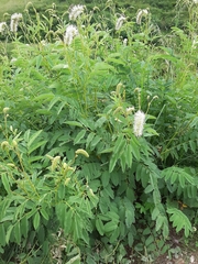 Sanguisorba dodecandra