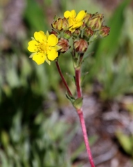 Potentilla gracilis fastigiata