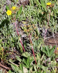 Potentilla gracilis fastigiata