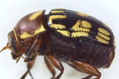 Bassareus