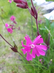 Silene dioica
