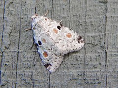 Maliattha concinnimacula