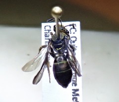 Neocorynura
