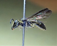 Neocorynura