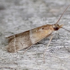 Moodna pallidostrinella