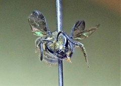 Neocorynura