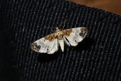 Eupithecia breviculata
