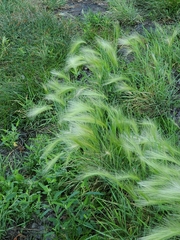Hordeum jubatum