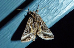 Autographa flagellum