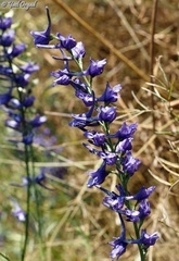 Delphinium peregrinum