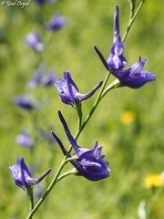 Delphinium peregrinum