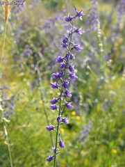 Delphinium peregrinum