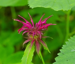 Monarda media