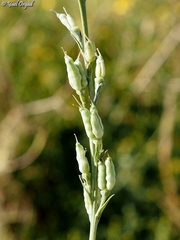 Delphinium peregrinum