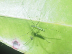 Tetragnatha hasselti