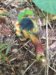 Boletus fraternus