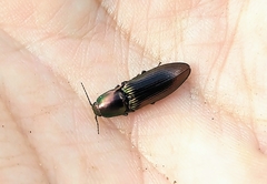 Nitidolimonius resplendens