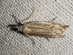 Metacrambus carectellus