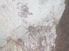 Phaeacius fimbriatus