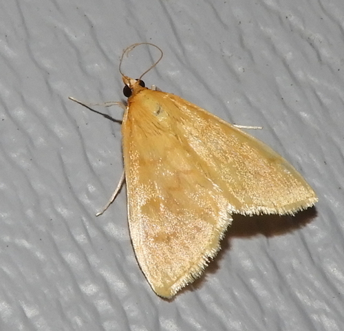 European Corn Borer Moth photo 4
