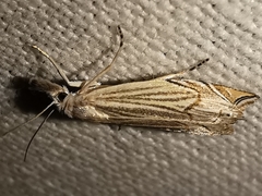 Metacrambus carectellus