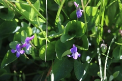 Viola adunca adunca
