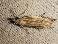 Metacrambus carectellus